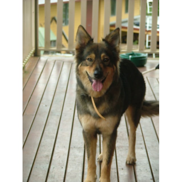 Panda - Large Female German Shepherd Mix Dog in QLD - PetRescue