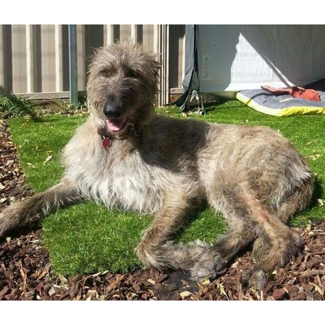 deerhound wolfhound cross puppies