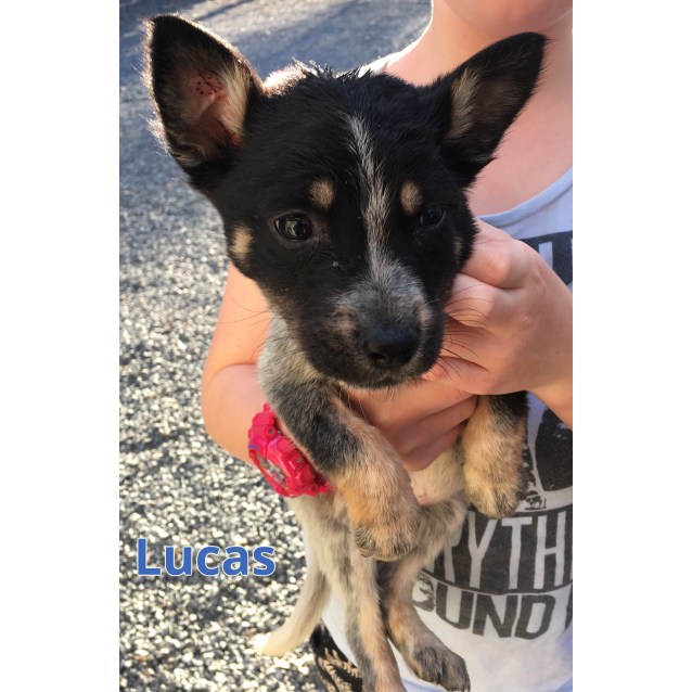 kelpie cross blue heeler puppies sale