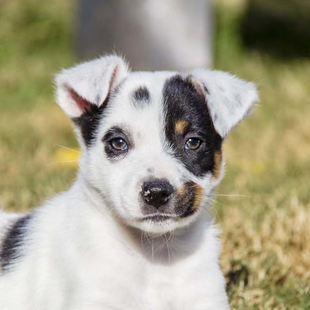 Memphis Cattle x Kelpie puppy (On Trial 16/7/17) Medium Male Australian Cattle Dog x Kelpie