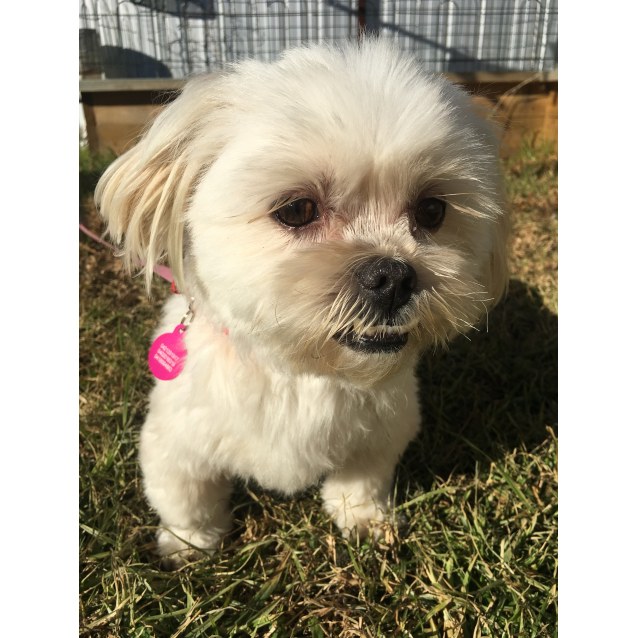 Silky Terrier X Shih Tzu 2025