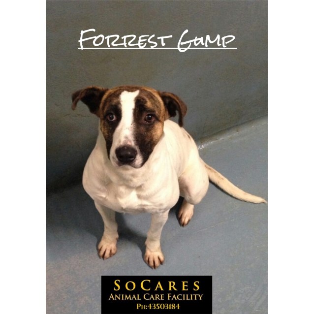 Forrest Gump Medium Male Bullmastiff Mix Dog in NSW PetRescue
