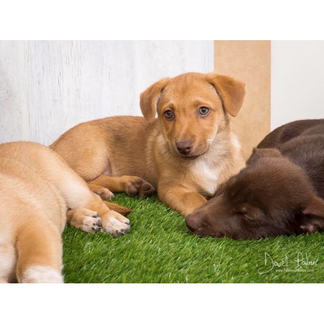 Charli No More Calls Please Adoption In Progress Medium Female