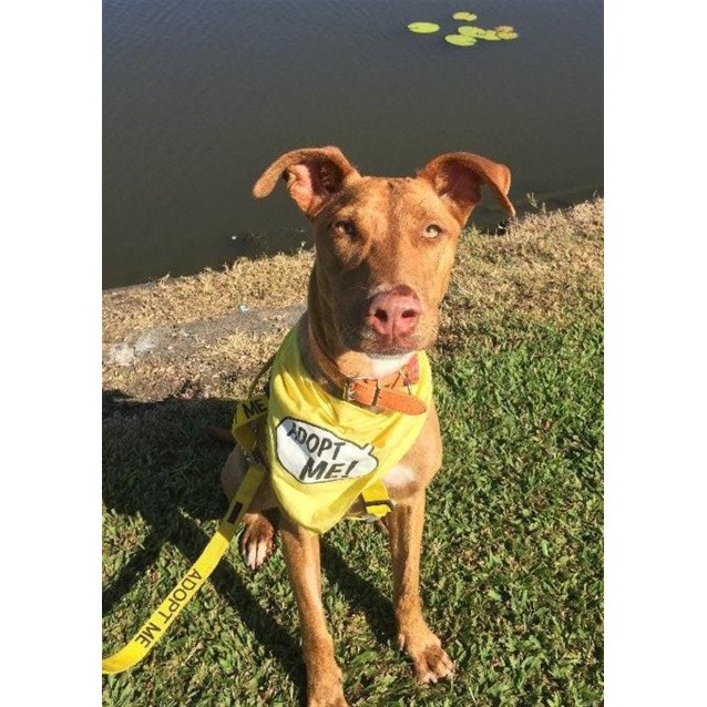 Toffee - Medium Female Rhodesian Ridgeback x Lurcher Mix ...