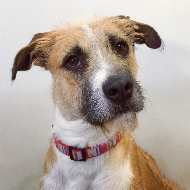 Hazel - Large Female Bull Arab x Wolfhound Mix Dog in VIC - PetRescue