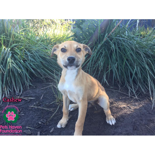 Cashew Medium Female Kelpie Mix Dog In Vic Petrescue