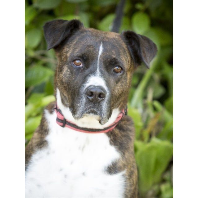 Francis - Large Male Boxer x American Staffordshire Bull ...