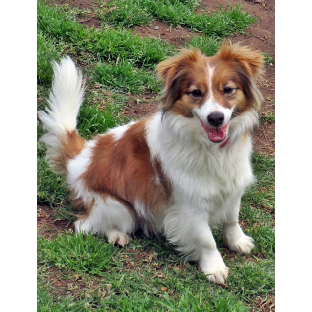jack russell pomeranian mix