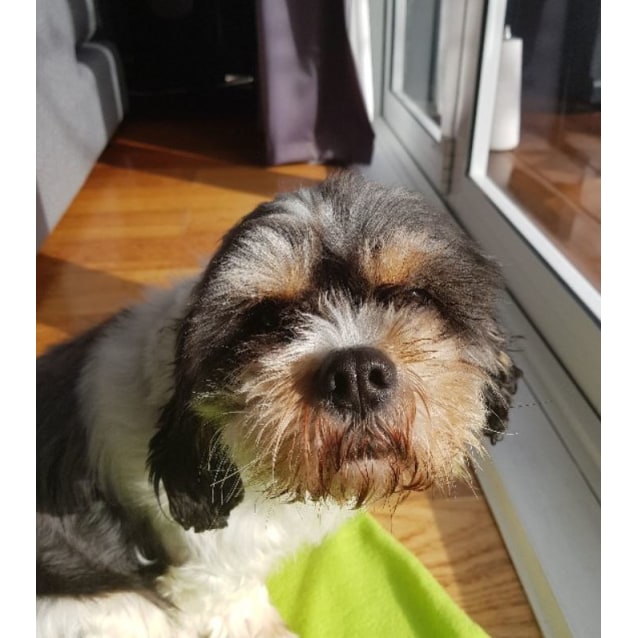 Gossamer - Small Female Affenpinscher x Shih Tzu Mix Dog  
