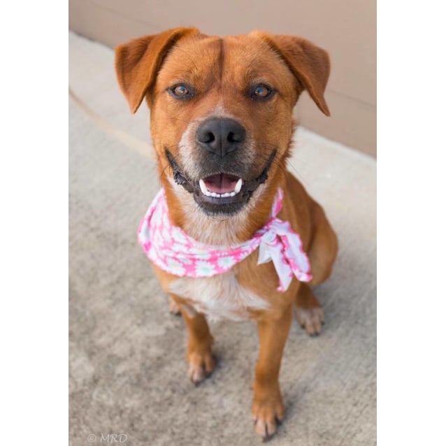 Savannah - Medium Female Australian Cattle Dog Mix Dog in ...