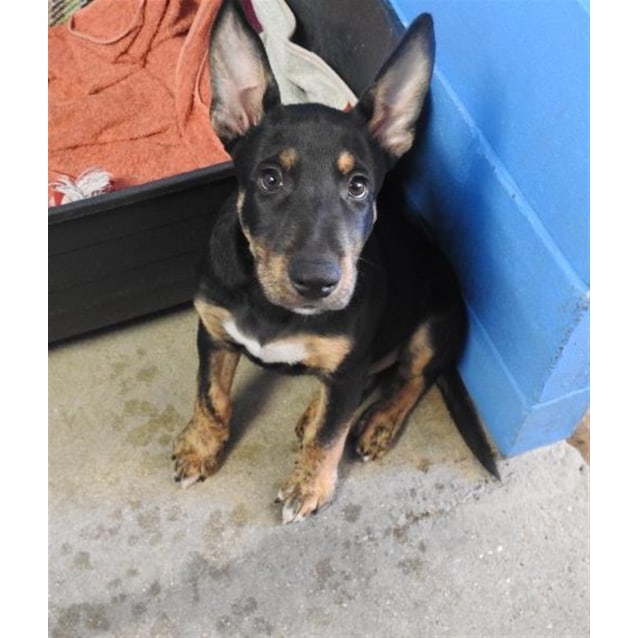 cheap dog clinic near me