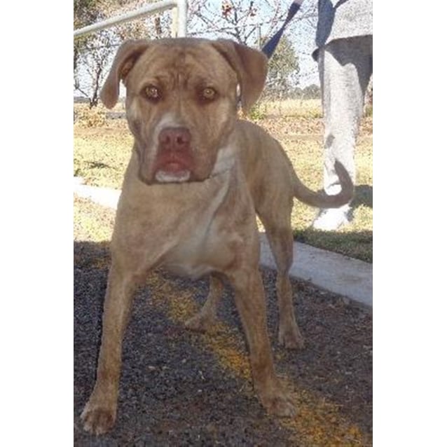 Dog Dogue De Bordeaux Mix Pitbull