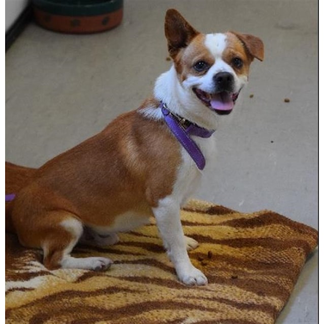 jack russell spaniel