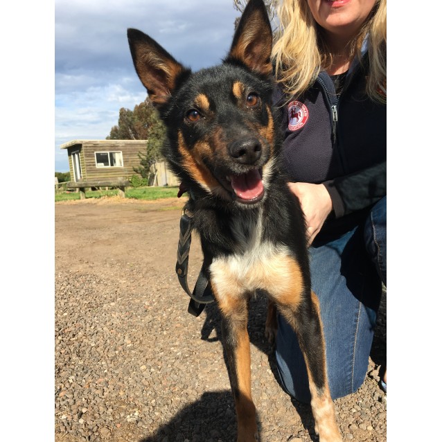 pomeranian cross kelpie