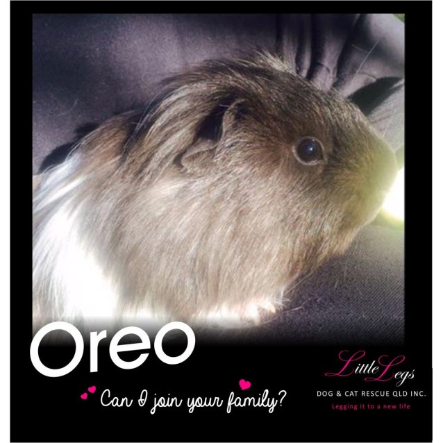 Oreo - Male Medium-hair Guinea Pig Guinea Pig in QLD - PetRescue