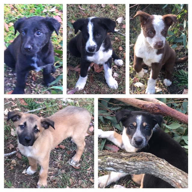 kelpie cross blue heeler puppies sale