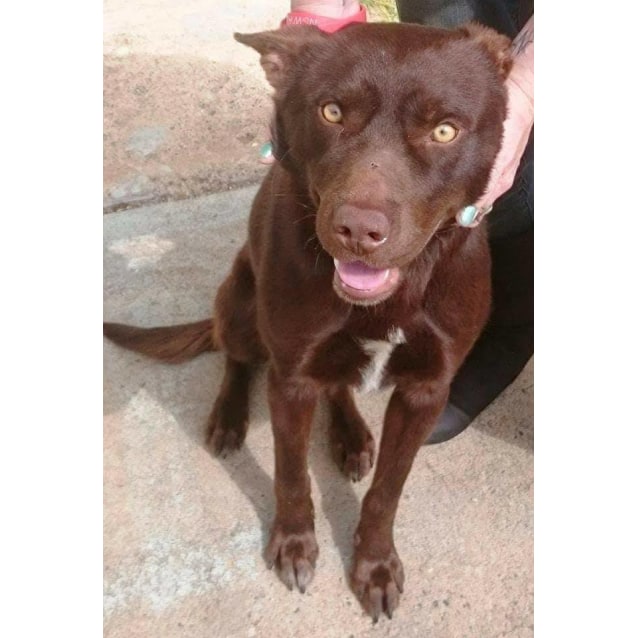 Cujo Medium Male Kelpie x Labrador Mix Dog in QLD PetRescue