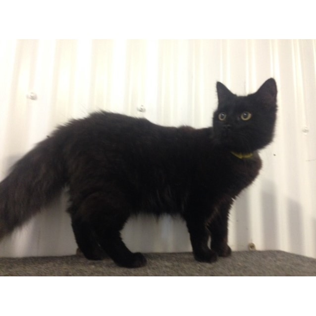 Racoon Male Domestic Medium Hair Mix Cat In Qld Petrescue