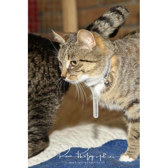 Minx Female Domestic Short Hair Cat In Sa Petrescue