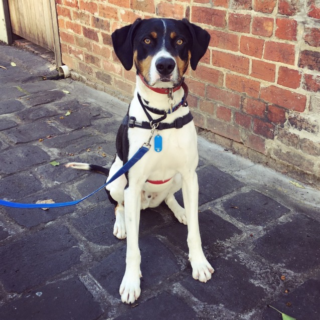 Jagger Large Male German Shorthaired Pointer Mix Dog In Vic Petrescue