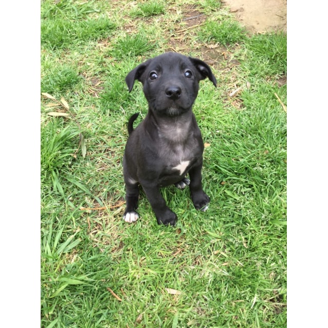 Kelpie X Pups Medium Female Kelpie X Labrador Mix Dog In Vic Petrescue