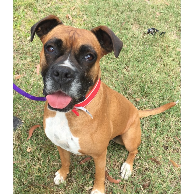 Sandy ~ Boxer ~ On Trial 19/10/17 - Medium Female Boxer Dog in NSW ...