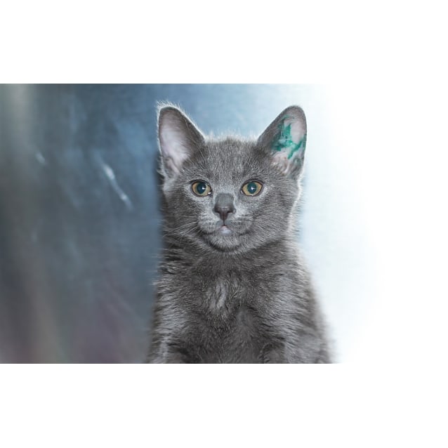 Chia Female Burmese Mix Cat In Vic Petrescue