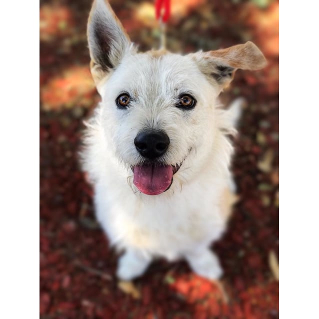 maltese x kelpie