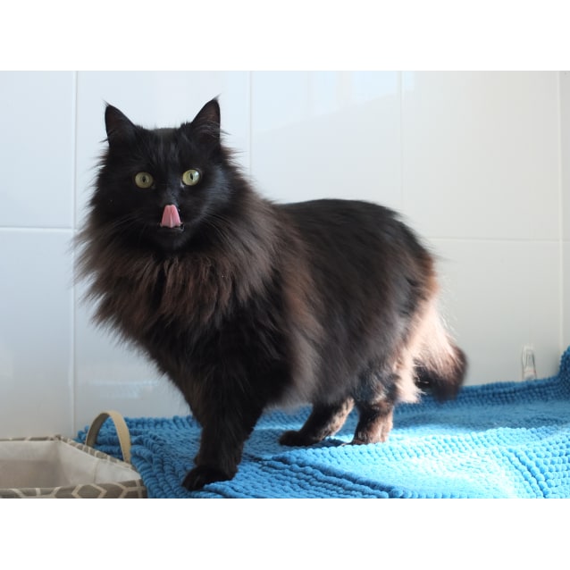 Arlo Male Chinchilla Mix Cat In Nsw Petrescue