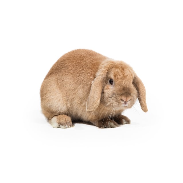 Caramel Slice Male Lop Eared Rabbit in NSW PetRescue