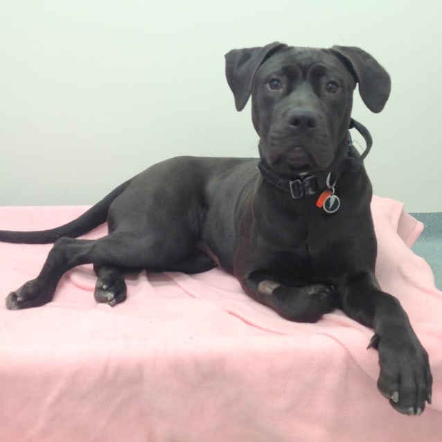 Delta Large Female American Staffordshire Terrier x Neapolitan