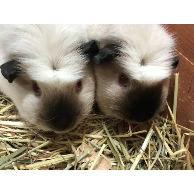 female guinea pig for sale