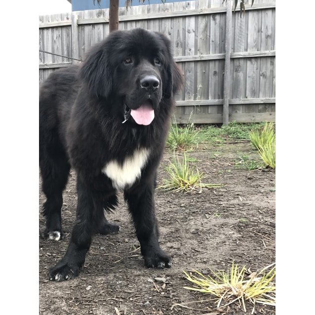 newfoundland dog st bernard mix