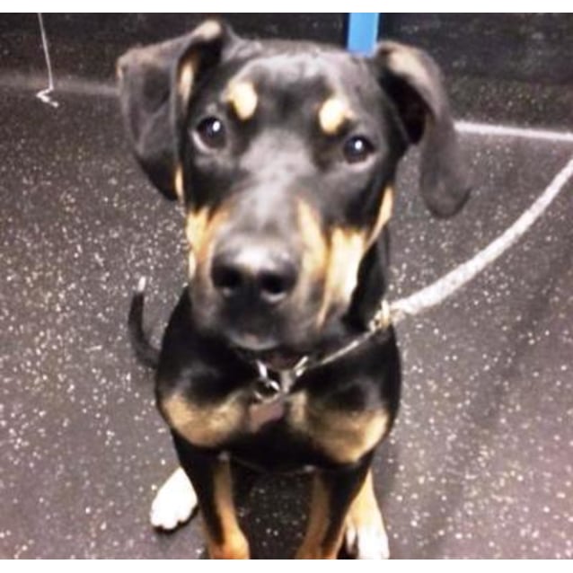 Hunter 879538 Large Male Doberman x Great Dane Mix Dog in VIC PetRescue