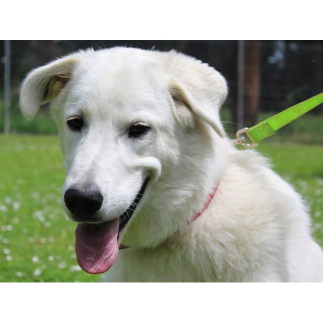 Benji Large Male Golden Retriever X Maremma Sheepdog Mix Dog In Vic Petrescue