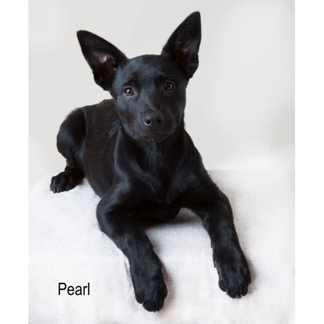 black labrador cross kelpie