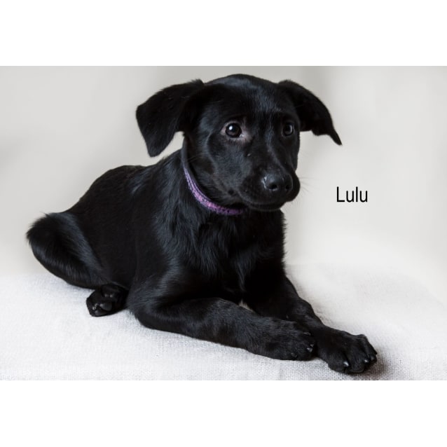 black labrador cross kelpie