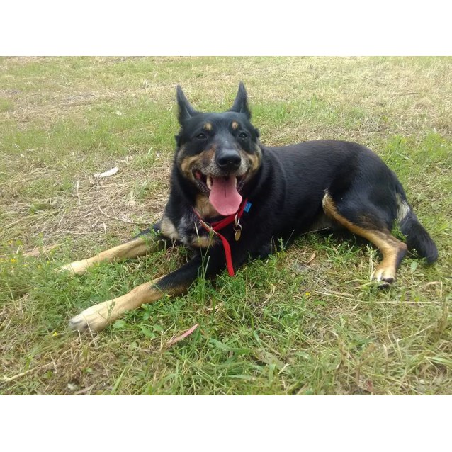 Bruce AD0097 Medium Male Blue Heeler x Kelpie Mix Dog in WA PetRescue