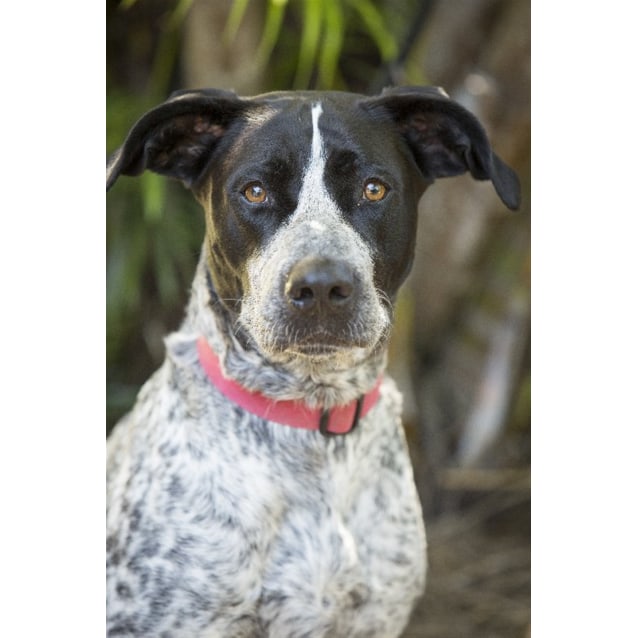 Layla Large Female Australian Cattle Dog X German Shorthaired