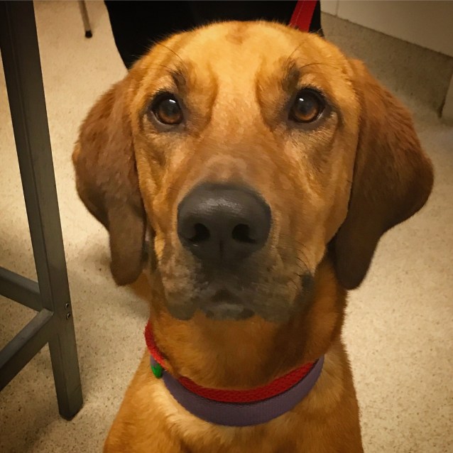 Bruce Large Male Bloodhound x Labrador Mix Dog in VIC PetRescue