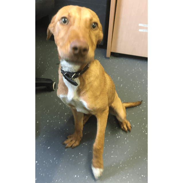 ridgeback pointer mix