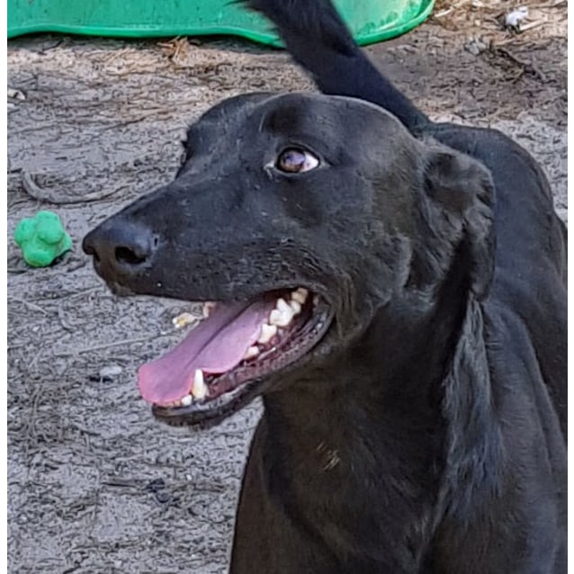 Medium Male Greyhound x Kelpie Mix Dog 