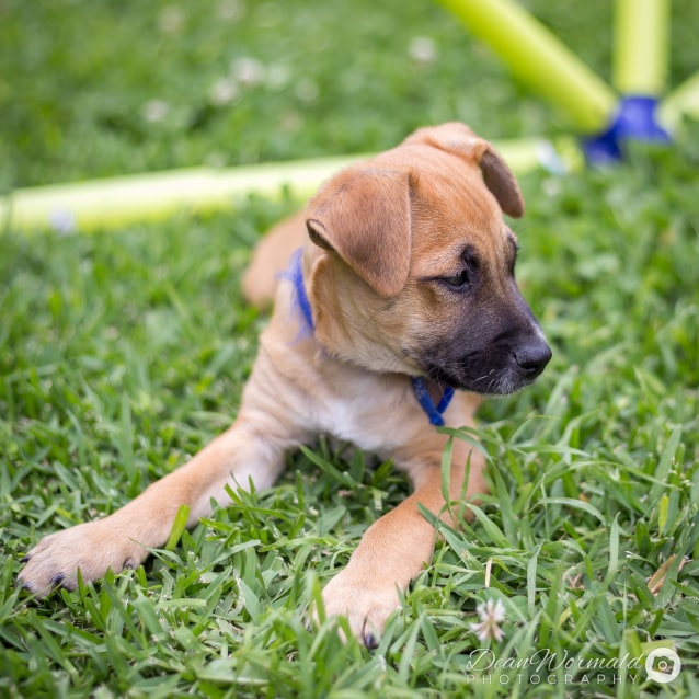 blue staffy x labrador