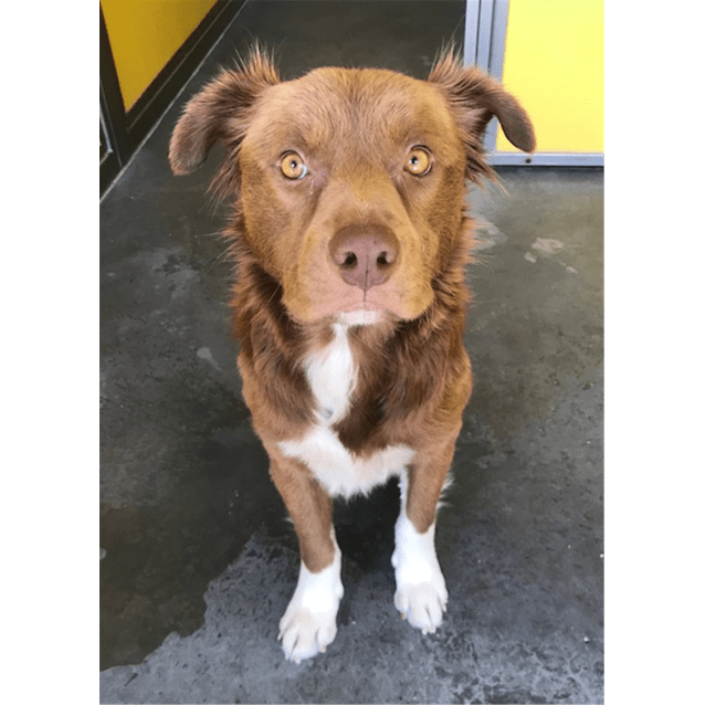 border collie cross shar pei