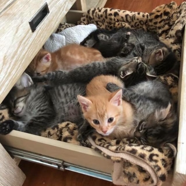 Six 8 week old kittens!! - Male Domestic Short Hair Cat in ...