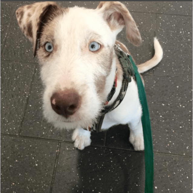 great dane x staghound