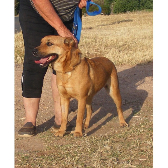 Sam Medium Female Labrador x Red Heeler Mix Dog in SA PetRescue
