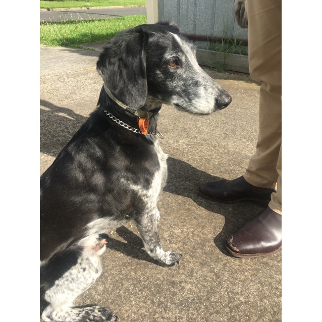 cat gingerbread house