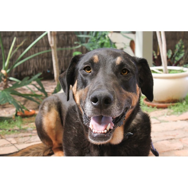 Mixed Breed Mix Dog in VIC - PetRescue