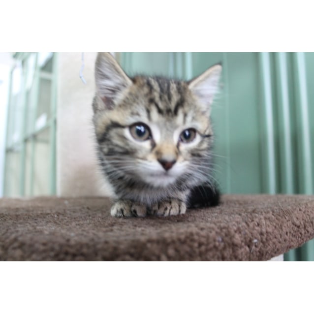 Dimples Male Domestic Short Hair Cat in VIC PetRescue